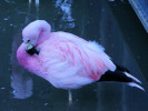 Andean Flamingo (WWT Slimbridge September 2008) - pic by Nigel Key